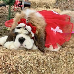 Grey Collar - Mahogany and white female Saint Bernard puppy in Double Springs, Alabama from St Bernard Kingdom, LLC