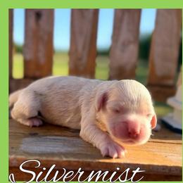 Silvermist - Buff female Cockapoo puppy in Clinton, Oklahoma from Enchanted Spaniels
