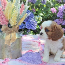 Cavalier King Charles Spaniel Puppies from Pleasant Meadows