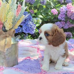 Cavalier King Charles Spaniel Puppies from Pleasant Meadows