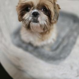 Lala - Shih Tzu