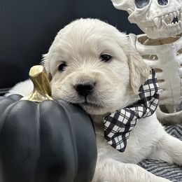 Golden Retriever Puppies from Arden Hill Goldens