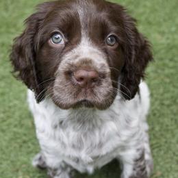 English Springer Spaniel puppies from Northernwoods Springers