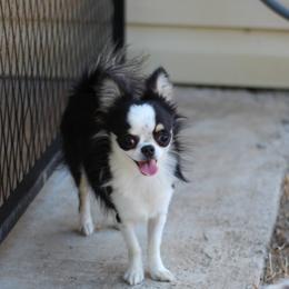Tacoma 3,300 - Black and tan male Chihuahua puppy in Cache, Oklahoma from Charming Lil Chihuahuas