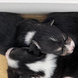 AKC Grey - Black and tan female Pembroke Welsh Corgi puppy in Summerfield, Florida from Promise Land Farm