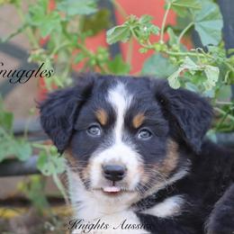Snuggles - Black tri-color male Australian Shepherd puppy in Ceres, California from Knight's Aussies