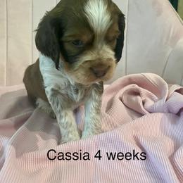 Cassia - Tri-Roan female English Springer Spaniel puppy in Nine Mile Falls, Washington from Sue's Springers