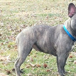 French Bulldogs from Rend Lake Frenchies