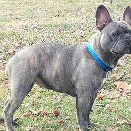 French Bulldogs from Rend Lake Frenchies