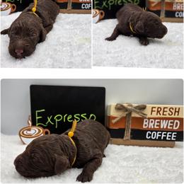 Expresso - Chocolate female Goldendoodle puppy in Summerville, South Carolina from Channys Doodles