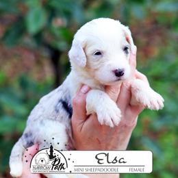 Elsa - Blue merle and white female Sheepadoodle puppy in Cleveland, Tennessee from Narrow Path Old English & Sheepadoodles