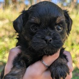 Slater - Black male Shihpoo puppy in Coshocton, Ohio from Forever Family Puppies