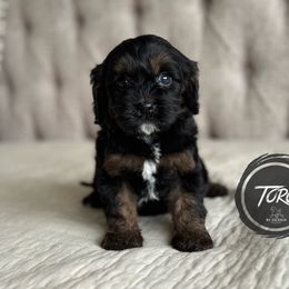 Cavapoo and Poodle Puppies from Autumn Shepherds & Poodles