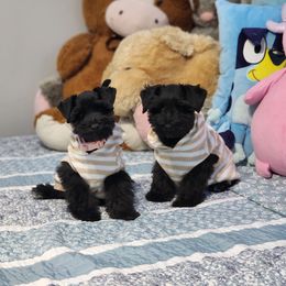 Miniature Schnauzer Puppies from C&E'S Schnauzers