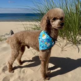Toby - Poodle