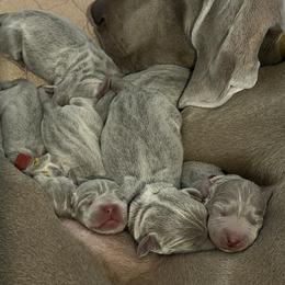 Boy Puppy from Litter - Silver gray male Weimaraner puppy in Carter, Montana from PM Weimaraners