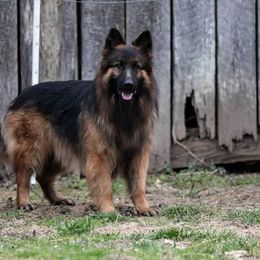Flokey - German Shepherd