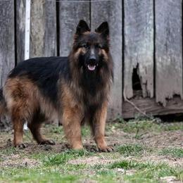 Flokey - German Shepherd