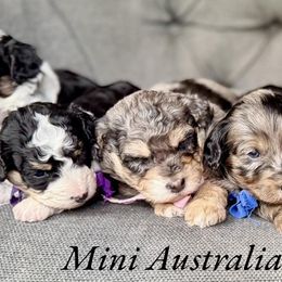 Bernedoodle and Goldendoodle Puppies from BrookeMarie’s Goldendoodle Love