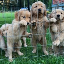 Golden Retrievers from Tafts Goldens
