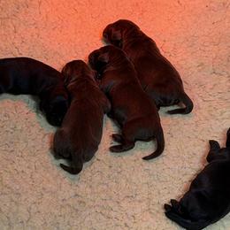 Chocolate male 1 - Chocolate male Labrador Retriever puppy in Strafford, New Hampshire from Alley Rock Labradors, LLC