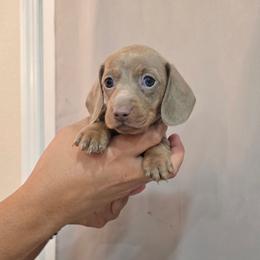 Isabella female - Fawn (isabella) and tan female Dachshund puppy in Hesperia, California from VOM HAUSE Imperial
