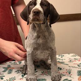 Light Blue - Liver and white female German Shorthaired Pointer puppy in Ash Flat, Arkansas from SmokePoint GSPs