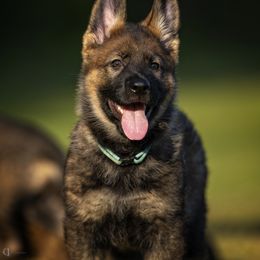 German Shepherd Puppies from Sommerfeld German Shepherds