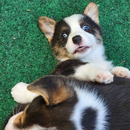 American Corgi Puppies from Wigglebutts American Corgis