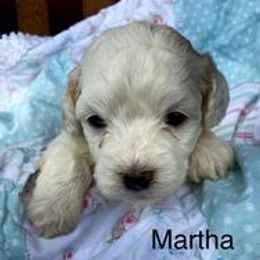 Cavapoo Puppies from Hickory Doodle Farm
