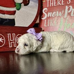 Hope - White female Poodle puppy in Adolphus, Kentucky from Deerly Poodles