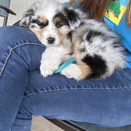 Australian Shepherd Puppies from Luna Lane Aussies
