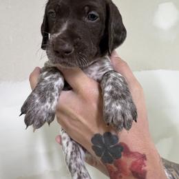 Purple - Liver roan female German Shorthaired Pointer puppy in Highland, Illinois from Big Daves Bird Dogs LLC,  BDBD