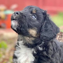 Aussiedoodles and Miniature Australian Shepherds from Rocking R Ranch Aussies