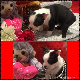 Boston Terrier Puppies from Bonze Boston Terriers