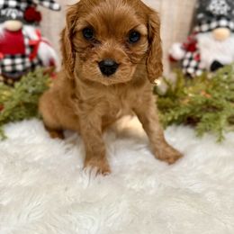 Blue collar girl - Ruby female Cavalier King Charles Spaniel puppy in Ellisville, Mississippi from Malu Lani Cavaliers