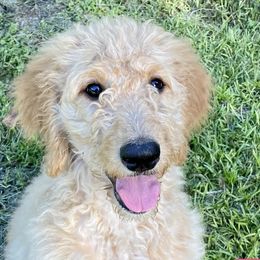 “Azalea” - Apricot Goldendoodle puppy in Gainesville, Florida from Peace, Love, and Doodles
