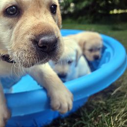 Labrador Retriever Puppies from Gabriel Ben-Yosef