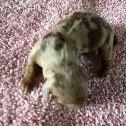 Ruby akc - Dapple female Dachshund puppy in Mayport, Pennsylvania from PA's Darling Doxies