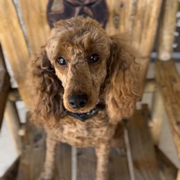 Ember - Poodle