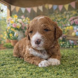 Abe - Apricot male Goldendoodle puppy in Inman, South Carolina from Mossy Doodles LLC