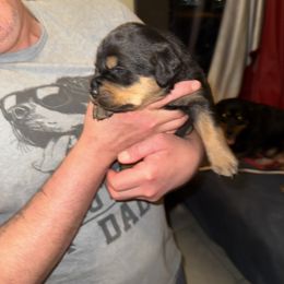 Rottweiler Puppies from Von Locher Rotties