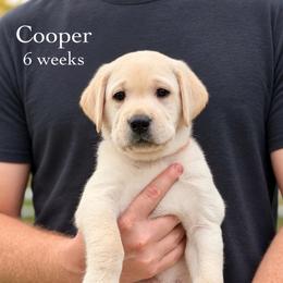 Cooper - Yellow male Labrador Retriever puppy in Camp Verde, Arizona from Cecil's Arizona Labradors