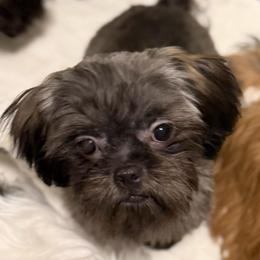 Bella - Brindle female Shih Tzu puppy in Victorville, California from RUMBLE n TUMBLE