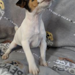 Even tri face - Tri-colored female Parson Russell Terrier puppy in Phelan, California from Elite Parson Russells
