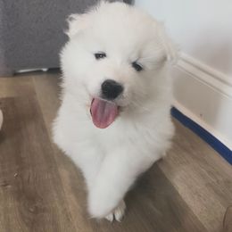 Tasso - White male Samoyed puppy in Lafayette, Louisiana from Southern Roux Samoyeds
