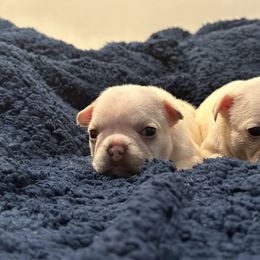 French Bulldog and Labrador Retriever Puppies from Desiree Ortiz's French Bull Dogs and Labrador Retrievers