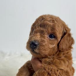 Honey - Red  female Poodle puppy in Miami, Florida from Maria's Pups