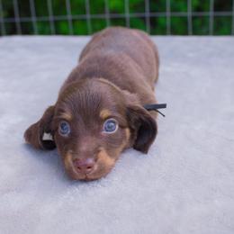 Cyclone - Chocolate and tan male Dachshund puppy in Excel, Alabama from CJ’s Little Palace