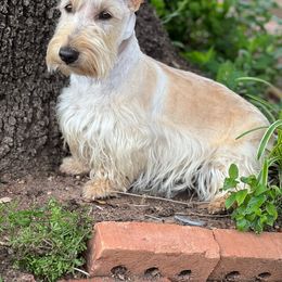 Ava - Scottish Terrier